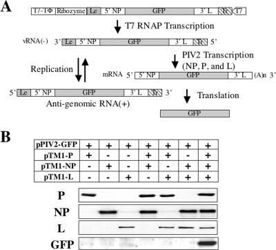 FIG. 1.