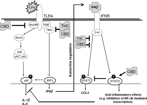 SCHEME 1.