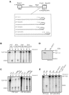 Figure  1