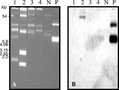 FIG. 2.