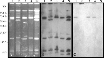 FIG. 1.