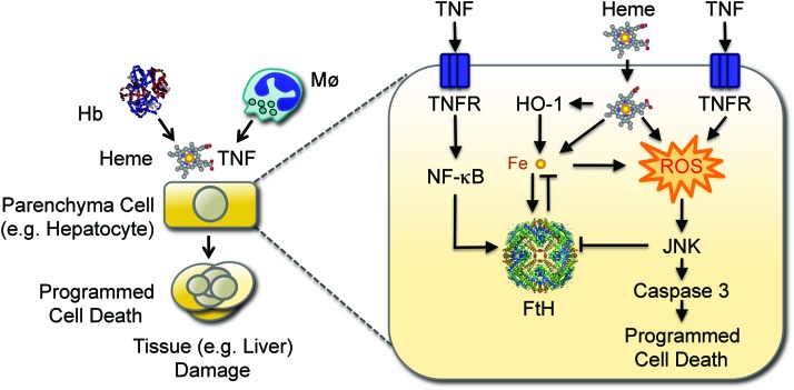 FIG. 6.