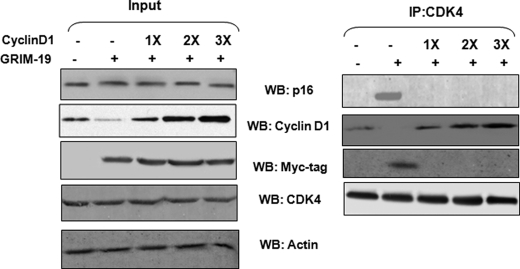 FIGURE 5.