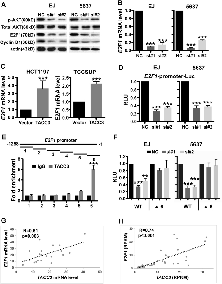 TACC3 transcriptionally upregulates E2F1 to promote cell growth and ...