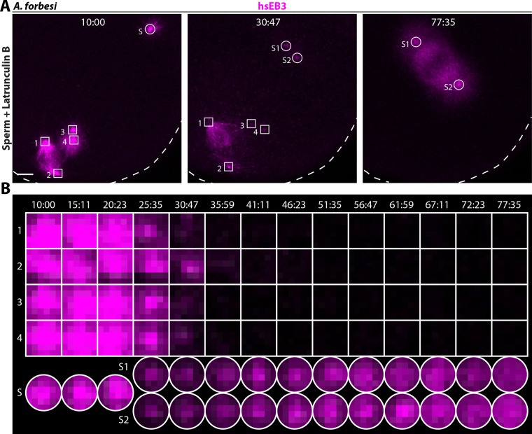 FIGURE 4: