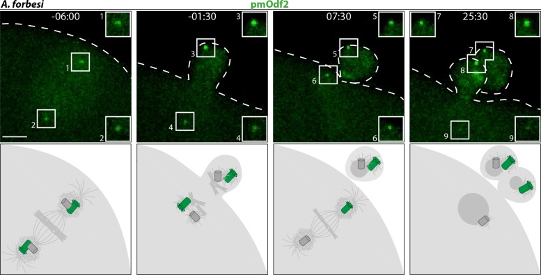 FIGURE 3: