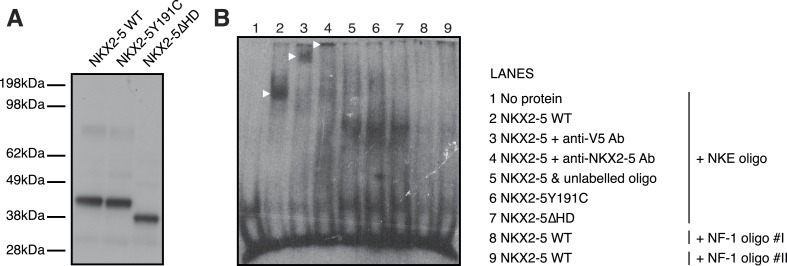 Figure 1—figure supplement 6.