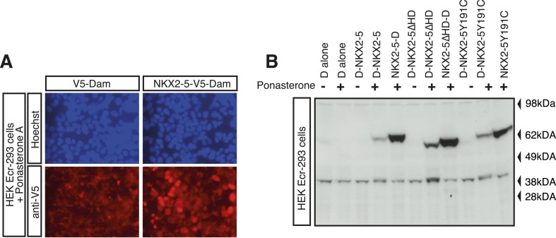 Figure 1—figure supplement 1.