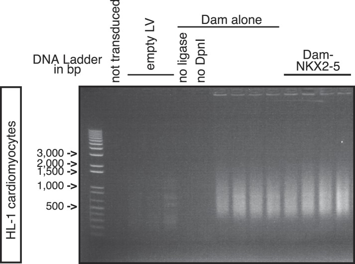 Figure 1—figure supplement 3.