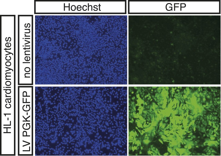 Figure 1—figure supplement 2.