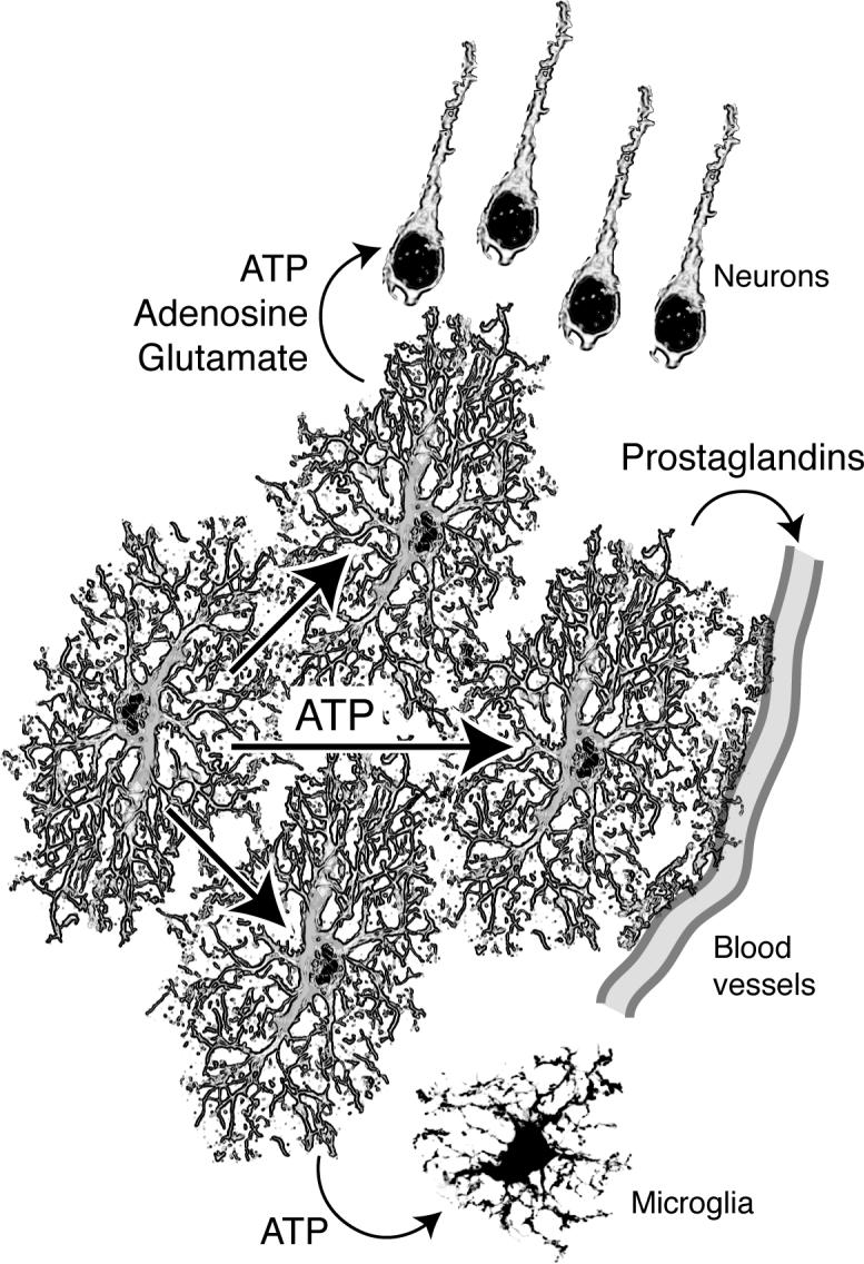 Fig. 2