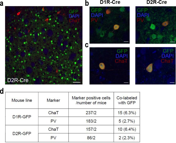 Figure 1—figure supplement 1.