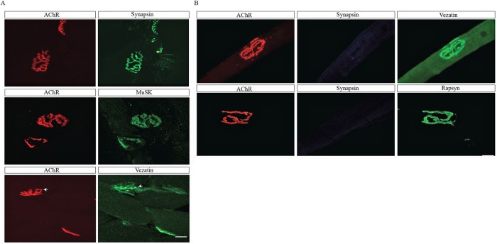 FIGURE 3: