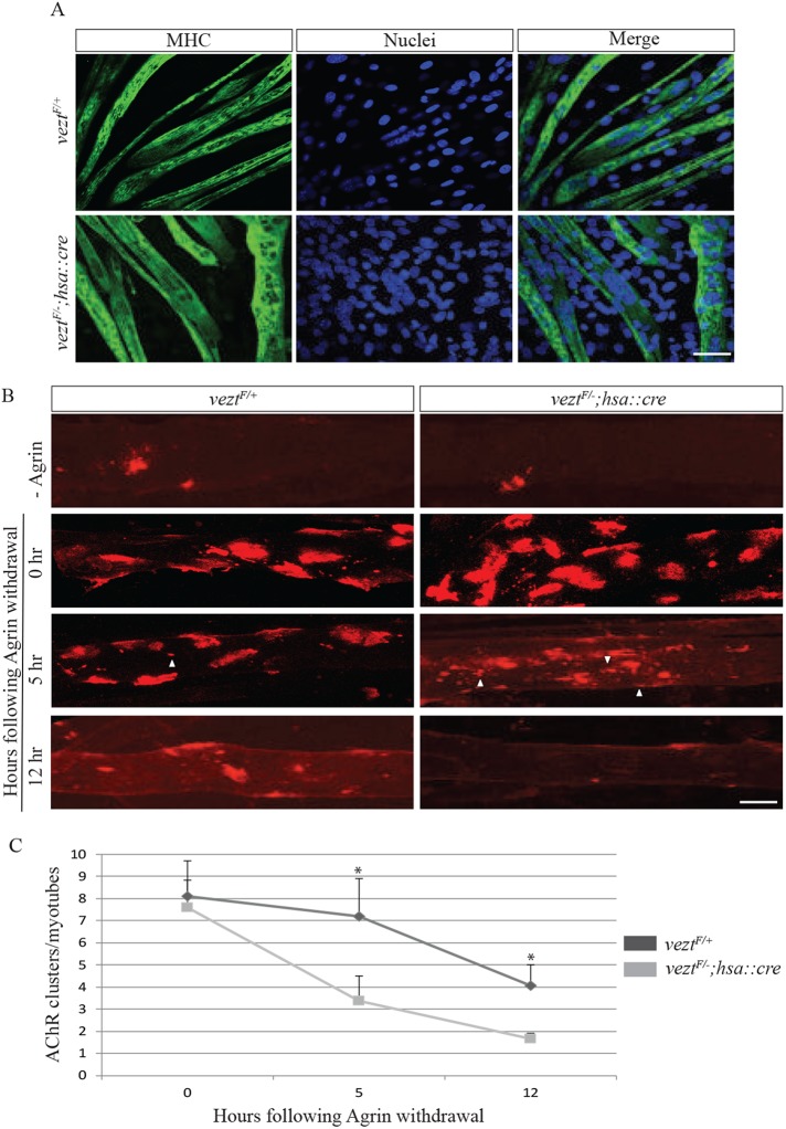 FIGURE 6: