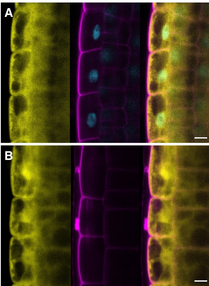 Figure 5—figure supplement 3.