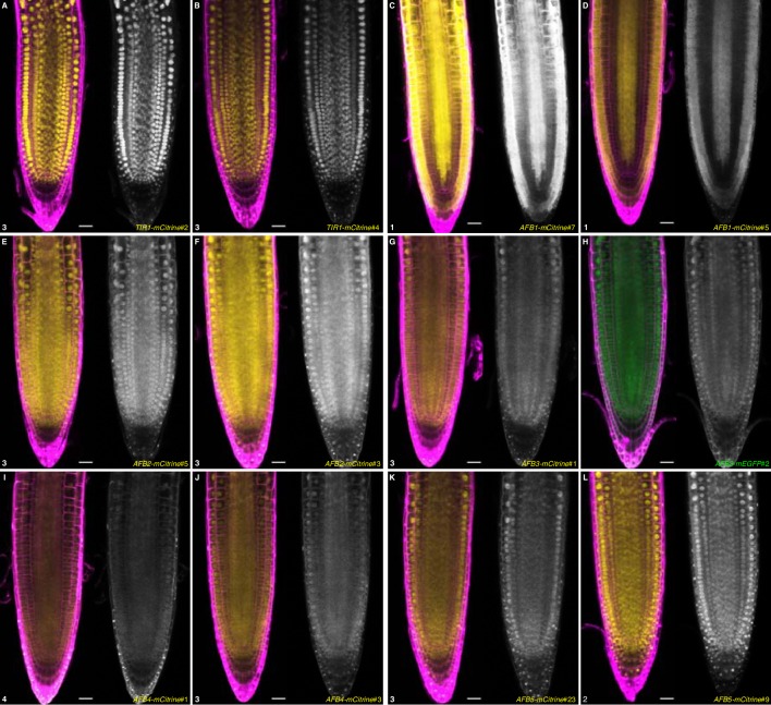 Figure 5—figure supplement 2.