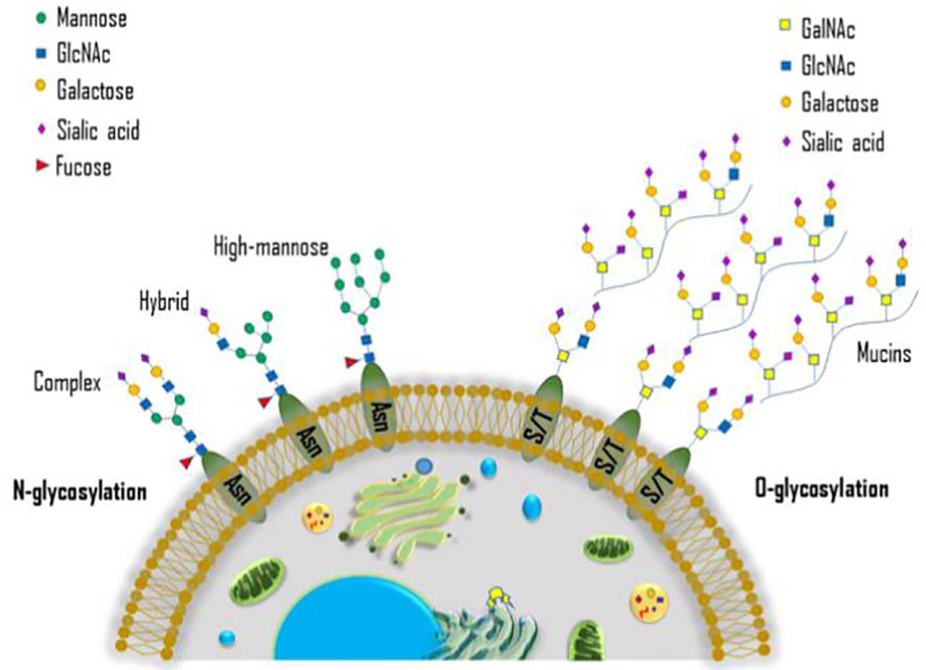 Figure 2: