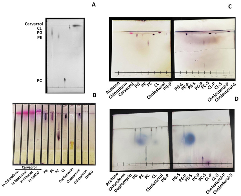 Bactericidal Activity Of Carvacrol Against Streptococcus Pyogenes Involves Alteration Of