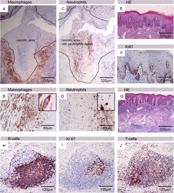 Fig 8