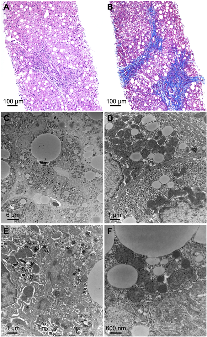 Figure 1