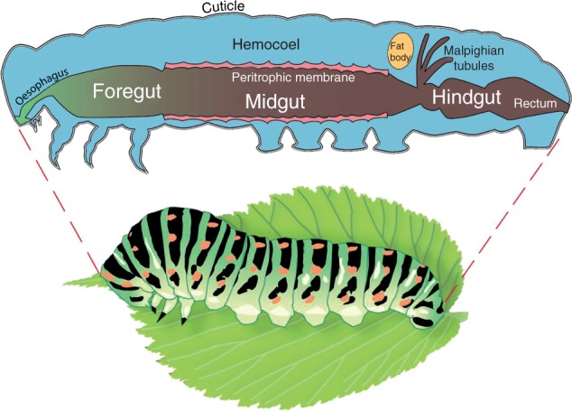 Fig. 1.