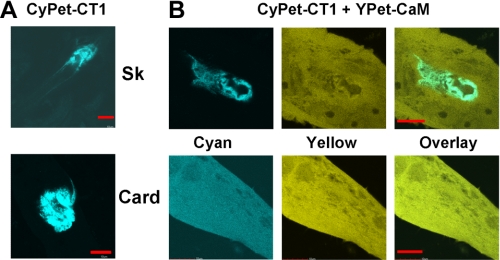 FIGURE 4.