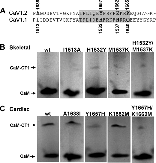 FIGURE 5.