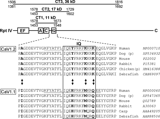 FIGURE 1.