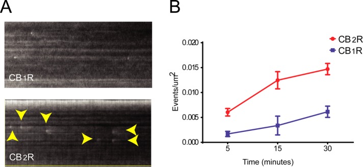 FIGURE 6: