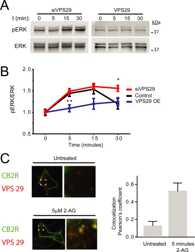 FIGURE 5: