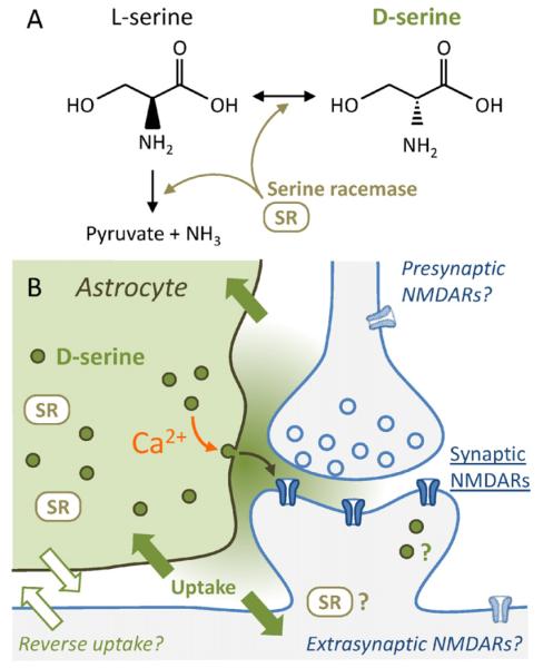 D-Serine: A key to synaptic plasticity? - PMC