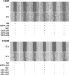 Figure 7—figure supplement 1.