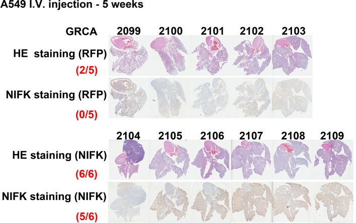 Figure 3—figure supplement 1.