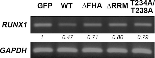 Figure 6—figure supplement 4.