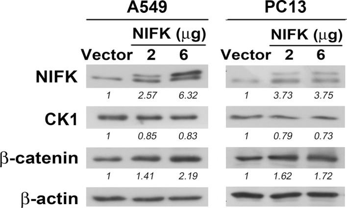 Figure 6—figure supplement 1.