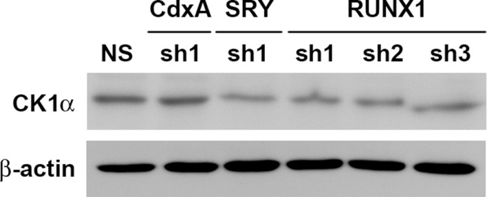 Figure 6—figure supplement 2.