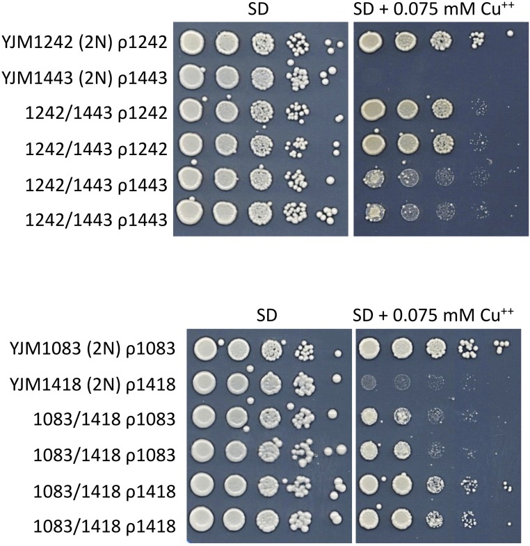 Figure 6