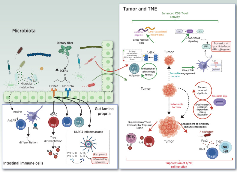 Figure 1. Mechanisms for the effects of bacteria or bacterial metabolites on antitumor immune responses.