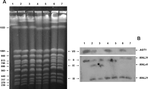 FIG. 1.