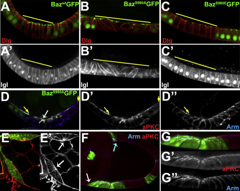 Figure 3