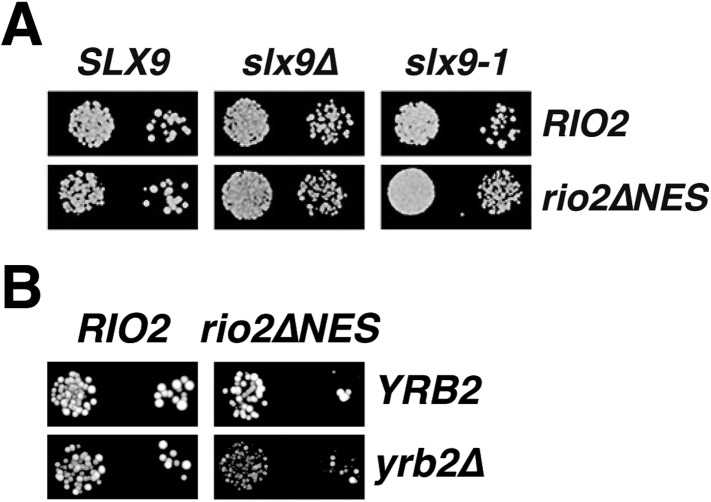 Figure 7—figure supplement 2.