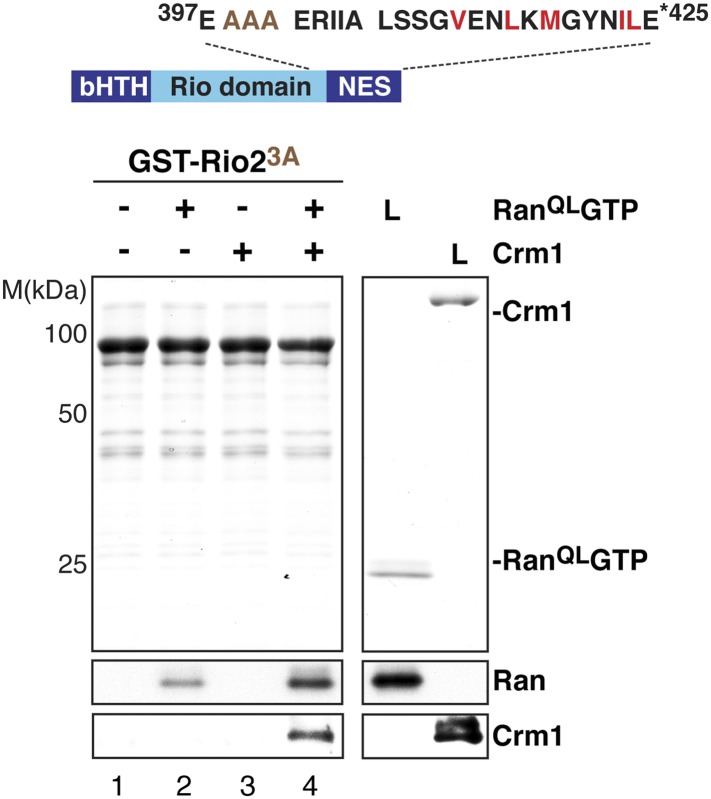 Figure 7—figure supplement 1.