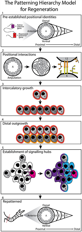 Figure 2: