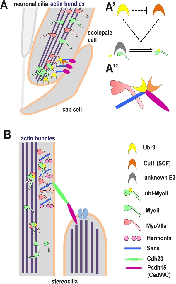 Figure 7.