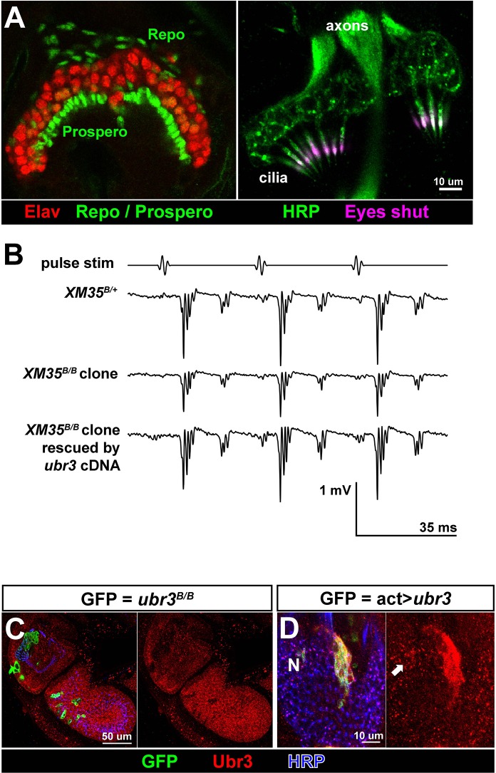 Figure 1—figure supplement 1.