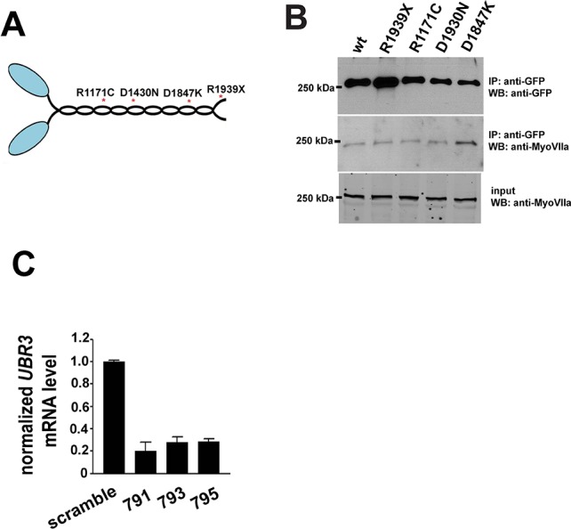 Figure 4—figure supplement 1.