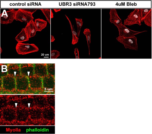 Figure 5—figure supplement 1.