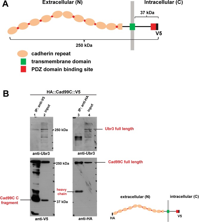 Figure 6—figure supplement 1.