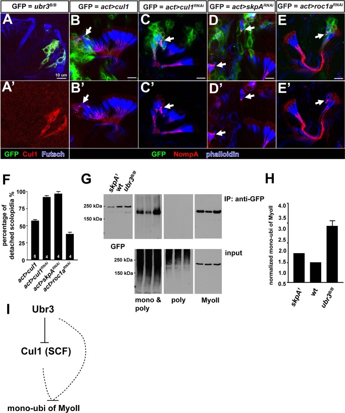 Figure 3—figure supplement 1.