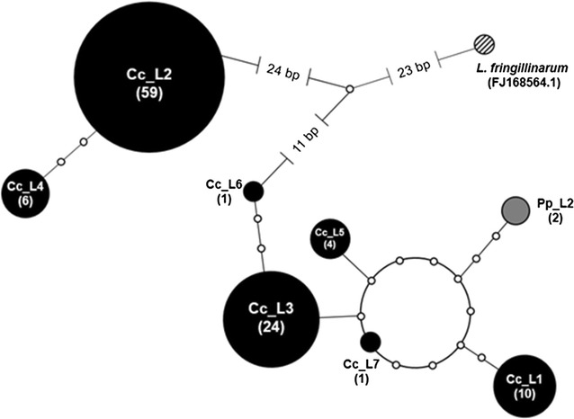 Fig. 5